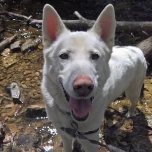 Meet your Posher, Brady